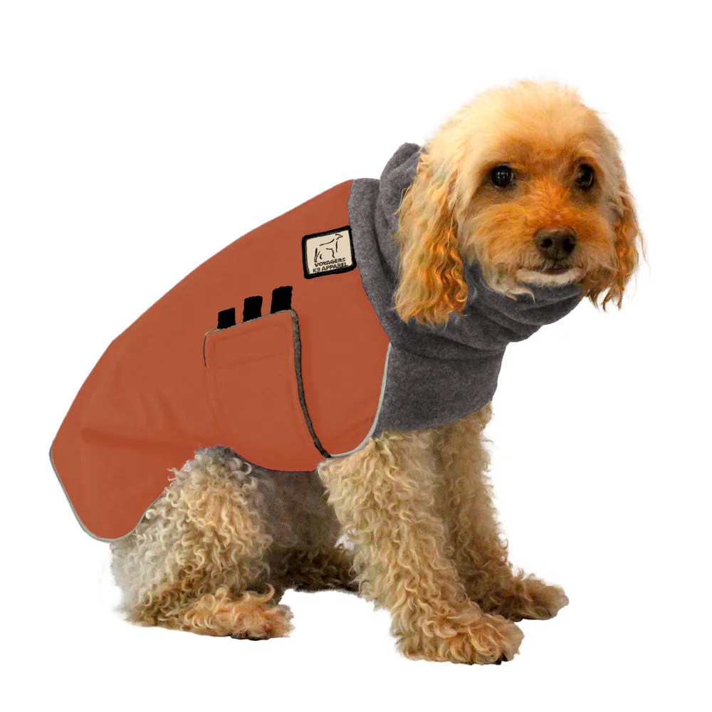 Miniature Poodle Winter Coat